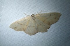 Cyclophora punctaria