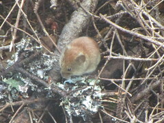 Clethrionomys gapperi