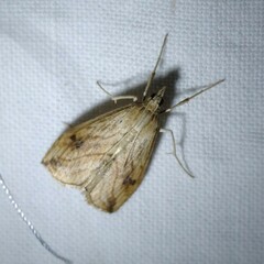 Evergestis forficalis