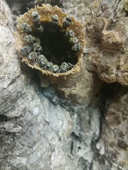 Nannotrigona perilampoides
