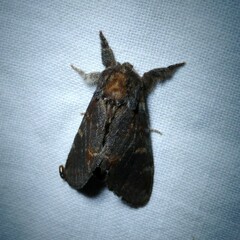 Notodonta dromedarius