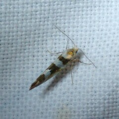 Argyresthia goedartella