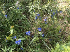 Commelina dianthifolia