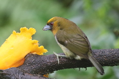 Semnornis frantzii