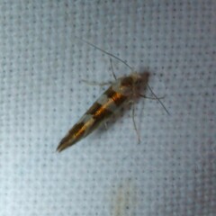 Argyresthia goedartella