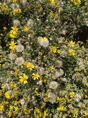 Heterotheca hirsutissima