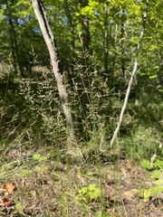 Poa nemoralis