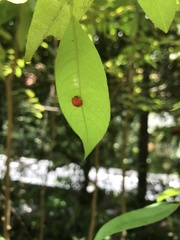 Cucujiformia