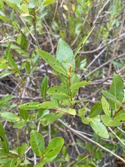 Salix lucida