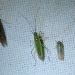 Trigonotylus caelestialium