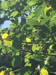 Troglodytes aedon