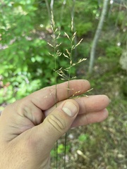 Poa nemoralis