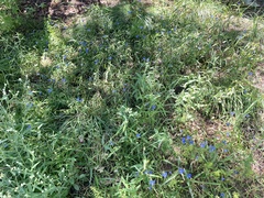 Commelina dianthifolia