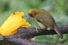 Semnornis frantzii