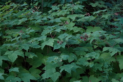 Rubus odoratus