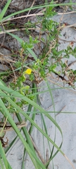 Oenothera humifusa
