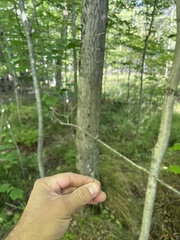 Poa nemoralis