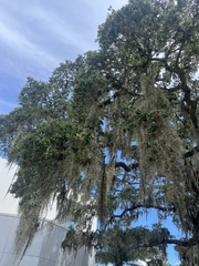 Tillandsia usneoides