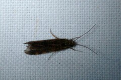 Holocentropus picicornis