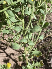 Heterotheca hirsutissima