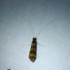 Mystacides longicornis