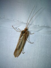 Limnephilus flavicornis