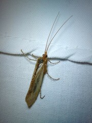 Limnephilus flavicornis