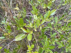 Salix lucida