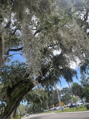 Tillandsia usneoides