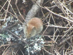 Clethrionomys gapperi