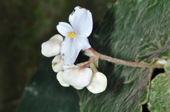 Begonia