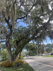 Tillandsia usneoides