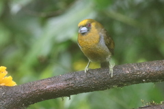 Semnornis frantzii