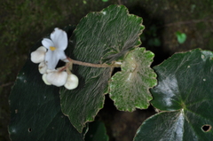 Begonia