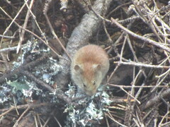 Clethrionomys gapperi