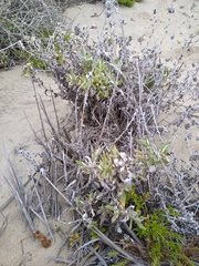 Pseudognaphalium biolettii