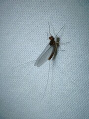 Cloeon dipterum