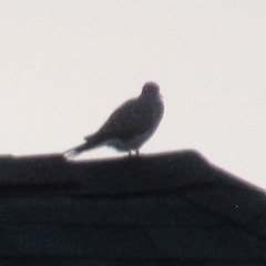 Zenaida macroura carolinensis