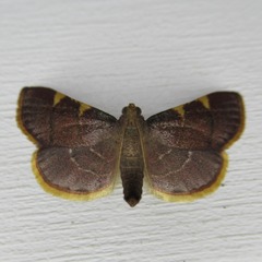 Hypsopygia olinalis