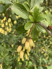 Berberis vulgaris