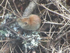 Clethrionomys gapperi