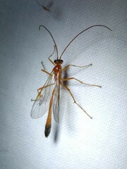 Enicospilus ramidulus
