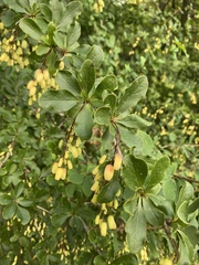 Berberis vulgaris