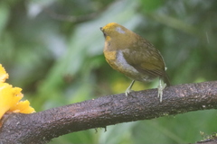 Semnornis frantzii