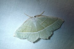 Campaea margaritaria