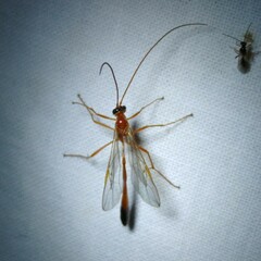 Enicospilus ramidulus