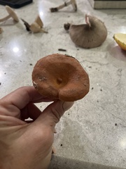 Lactifluus hygrophoroides