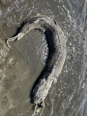 Acipenser transmontanus