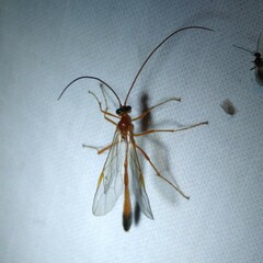 Enicospilus ramidulus