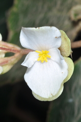 Begonia